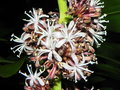 vignette Dracaena fragrans