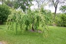 vignette Cercidiphyllum japonicum 'Tidal Wave'