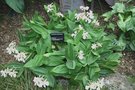 vignette Dendrobium atroviolaceum