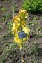 vignette Fagus sylvatica 'Aurea Pendula'