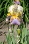vignette Iris 'Horned Lace'