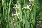 vignette Iris spuria ssp. halophila