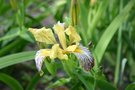 vignette Iris variegata