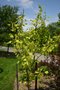 vignette Liriodendron tulipifera 'Glen Gold'