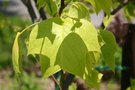 vignette Liriodendron tulipifera 'Glen Gold'