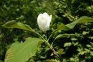 vignette Magnolia 'Charles Coates'