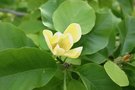 vignette Magnolia x brooklynensis 'Yellow Bird'