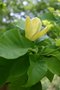 vignette Magnolia x brooklynensis 'Yellow Bird'