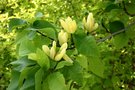 vignette Magnolia x brooklynensis 'Yellow Bird'