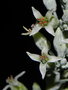 vignette Kalanchoe luciae ssp. luciae