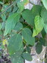 vignette Centrosema pubescens