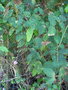 vignette Centrosema pubescens