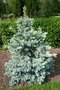 vignette Picea pungens 'Baby Blueeyes'