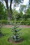 vignette Picea pungens 'Iseli Foxtail'