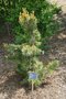 vignette Pinus contorta 'Taylor's Sunburst'