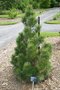 vignette Pinus heldreichii 'Compact Gem'