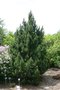 vignette Pinus mugo 'Tannenbaum'