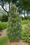 vignette Pinus nigra 'Arnold Sentinel'