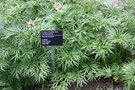vignette Paeonia tenuifolia 'Latifolia'