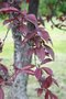 vignette Prunus cerasifera 'Newport'