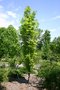 vignette Quercus palustris 'Green Pillar'