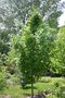 vignette Quercus x warei 'Long' = Q. robur 'Regal Prince'