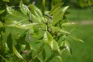 vignette Quercus prinoides (jeunes feuilles)