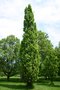 vignette Quercus robur f. fastigiata