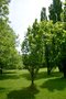 vignette Quercus robur f. fastigiata 'Skyrocket'