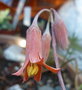vignette Cotyledon elisaea fleurs 3 7 11 Ndc