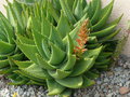 vignette Aloe sp, mon jardin