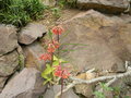 vignette Cotyledon velutina