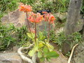 vignette Cotyledon velutina