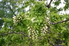 vignette Robinia pseudoacacia 'Twisty Baby'