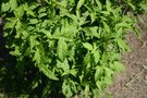vignette Ribes nigrum f. heterophyllum