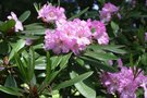 vignette Rhododendron ('Fundy')