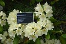 vignette Rhododendron 'Capistrano'