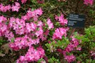 vignette Rhododendron kiusianum 'Komo Kulshan'