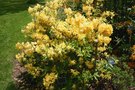 vignette Rhododendron 'Lemon Lights'