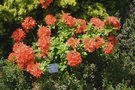 vignette Rhododendron 'Mandarin Lights'