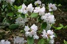 vignette Rhododendron minus var. minus Carolinianum Group