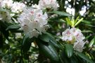 vignette Rhododendron 'Peter Tigerstedt'