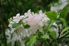 vignette Rhododendron 'White Lights'