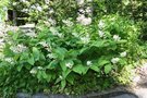 vignette Maianthemum racemosum = Smilacina racemosa