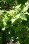 vignette Stylophorum lasiocarpum