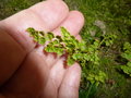 vignette Anogramma leptophylla - Anogramma  feuilles minces, Anogramme  feuilles minces