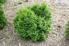 vignette Thuja occidentalis 'Miky'