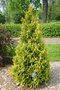 vignette Thuja occidentalis 'Yellow Ribbon'