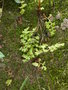 vignette Anogramma leptophylla - Anogramma  feuilles minces, Anogramme  feuilles minces