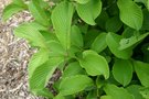 vignette Viburnum sieboldii 'Wavecrest'